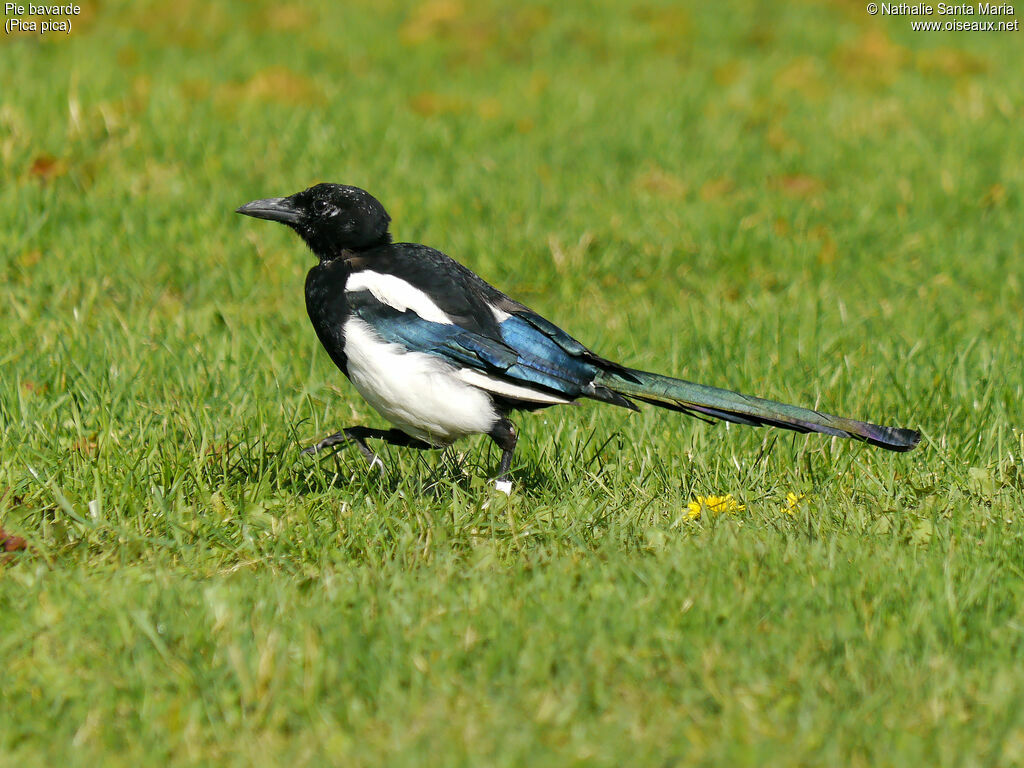 Pie bavardeadulte, identification, habitat, marche