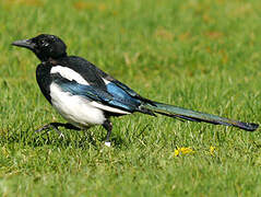 Eurasian Magpie