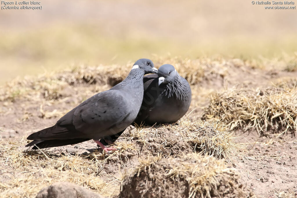 Pigeon à collier blancadulte, identification, habitat