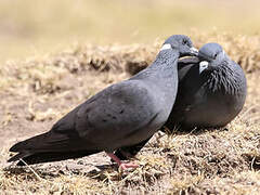 White-collared Pigeon