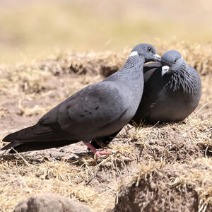 Pigeon à collier blanc