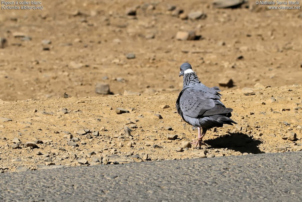 White-collared Pigeonadult, identification, habitat, walking