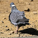 Pigeon à collier blanc