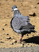 White-collared Pigeon