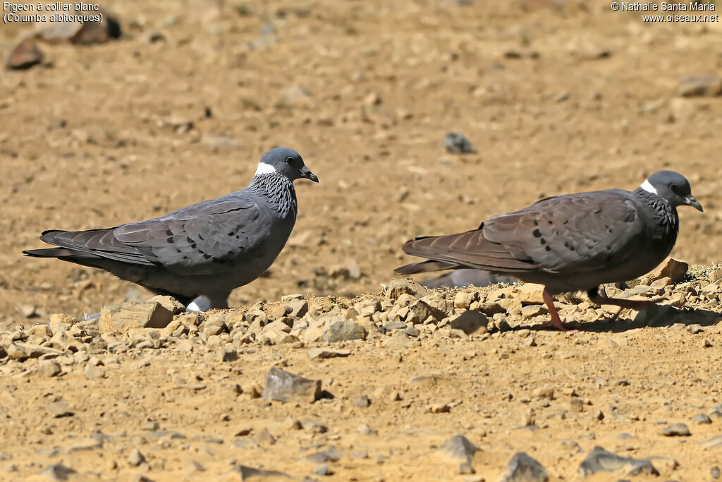 White-collared Pigeonadult, identification, habitat, walking