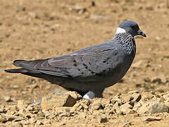 White-collared Pigeon