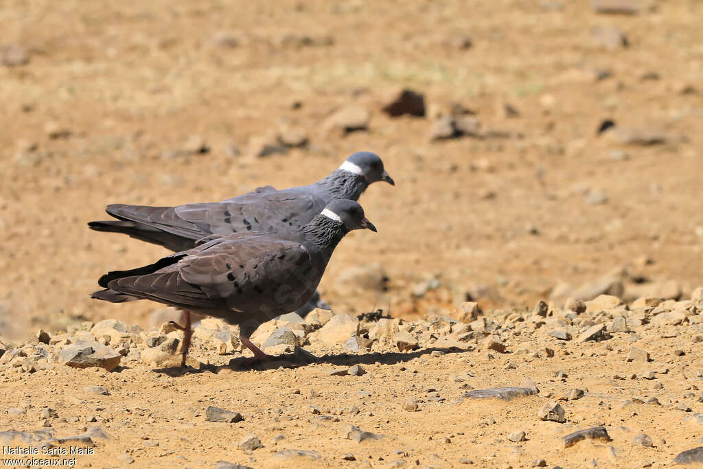 Pigeon à collier blancadulte, marche