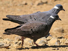 White-collared Pigeon