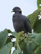 Band-tailed Pigeon