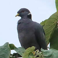 Pigeon à queue barrée