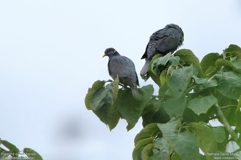 Band-tailed Pigeonadult, habitat