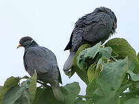 Pigeon à queue barrée