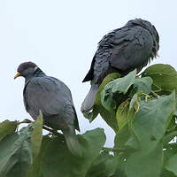 Pigeon à queue barrée