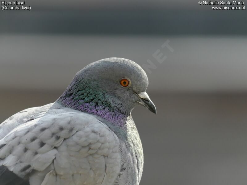 Pigeon bisetadulte
