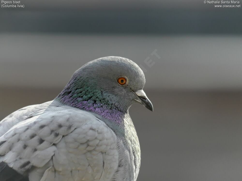 Pigeon bisetadulte