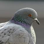 Pigeon biset