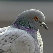 Rock Dove