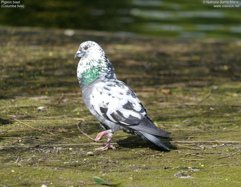 Rock Dove male adult