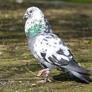 Pigeon biset