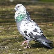 Pigeon biset