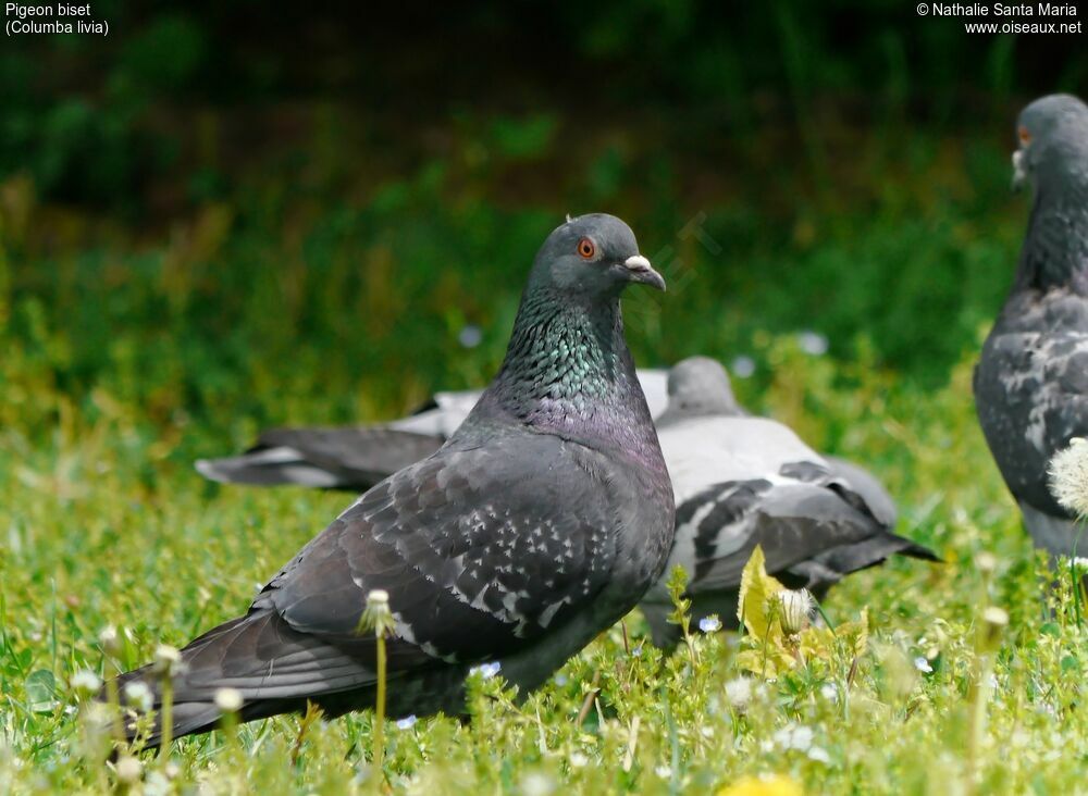 Pigeon bisetadulte