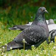 Rock Dove