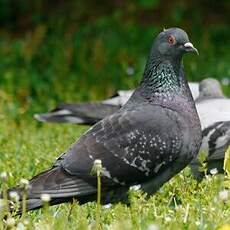 Pigeon biset