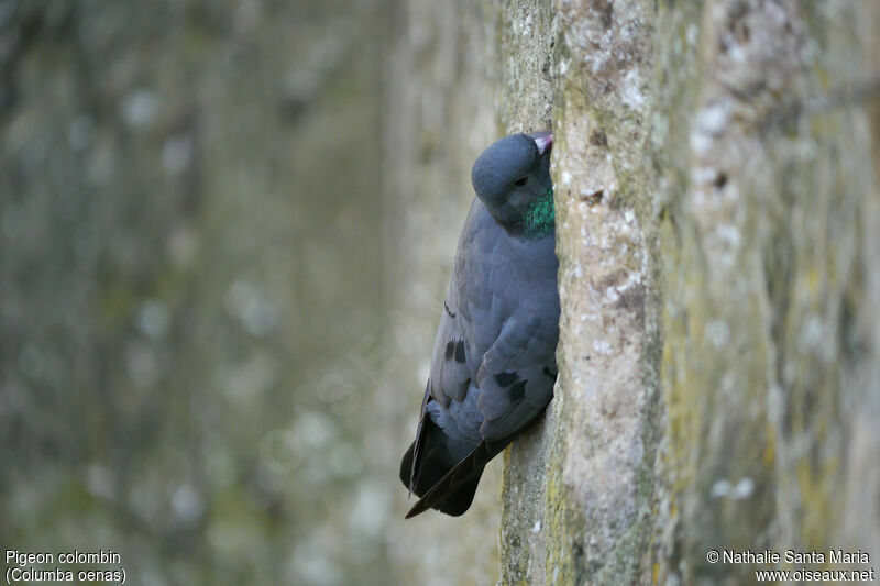 Pigeon colombinadulte, identification, habitat, Nidification