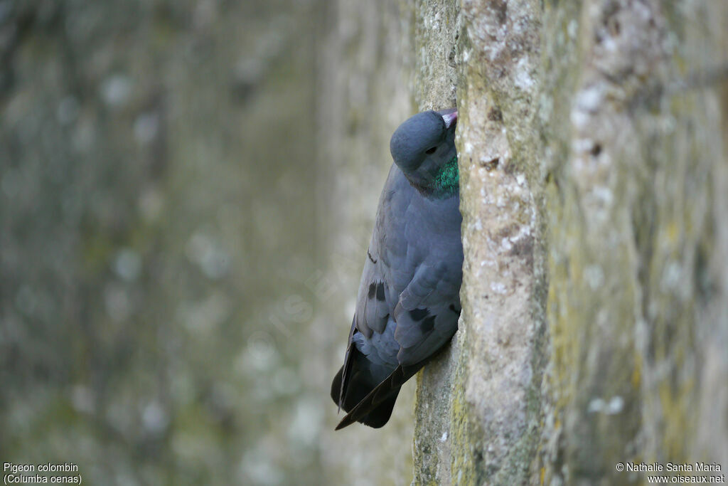 Pigeon colombinadulte, identification, habitat, Nidification