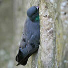 Pigeon colombin