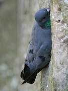 Stock Dove