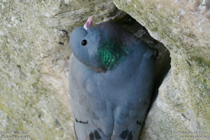 Pigeon colombinadulte, identification, habitat, Nidification, Comportement