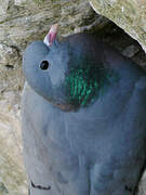 Stock Dove