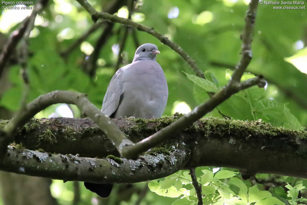 Pigeon colombinadulte, identification