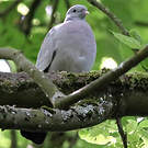 Pigeon colombin