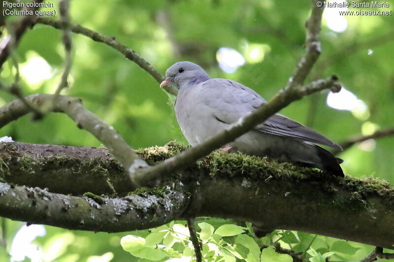 Pigeon colombinadulte, identification