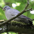 Pigeon colombin