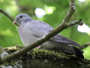 Pigeon colombin