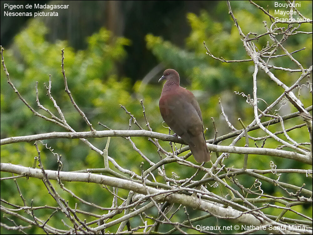 Pigeon de Madagascaradulte