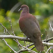 Malagasy Turtle Dove