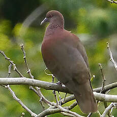 Pigeon de Madagascar