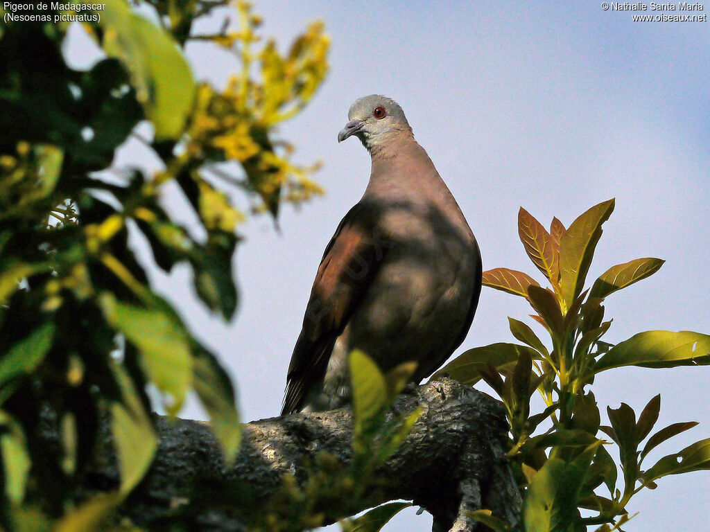 Malagasy Turtle Doveadult