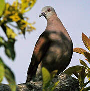 Malagasy Turtle Dove