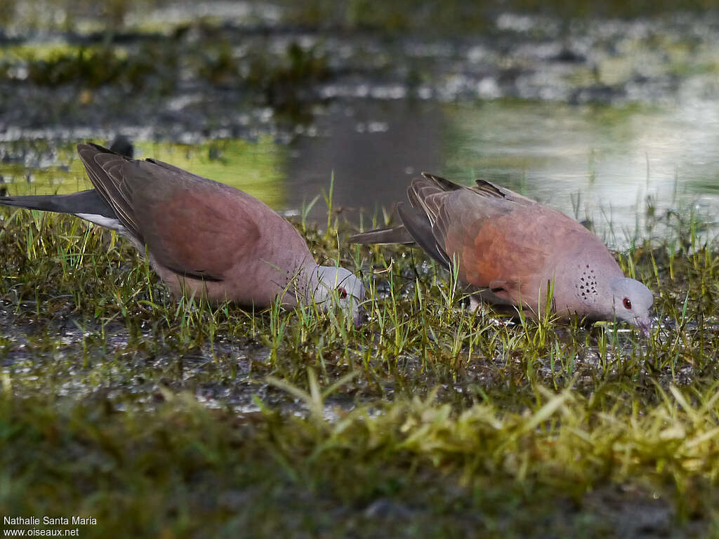 Malagasy Turtle Doveadult, eats