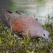 Malagasy Turtle Dove