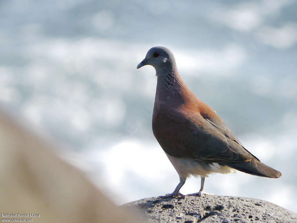 Pigeon de Madagascaradulte, identification