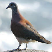 Pigeon de Madagascar