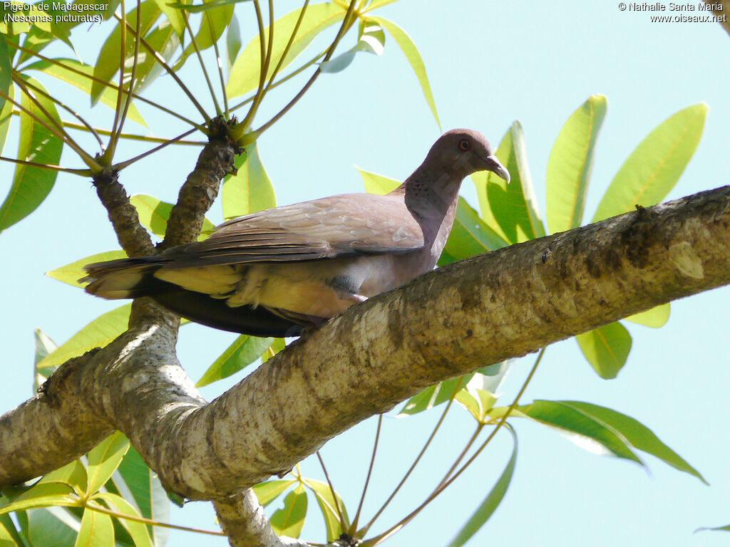 Malagasy Turtle Doveadult