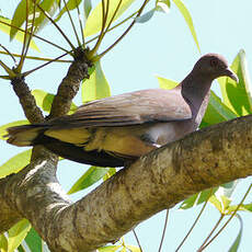 Pigeon de Madagascar