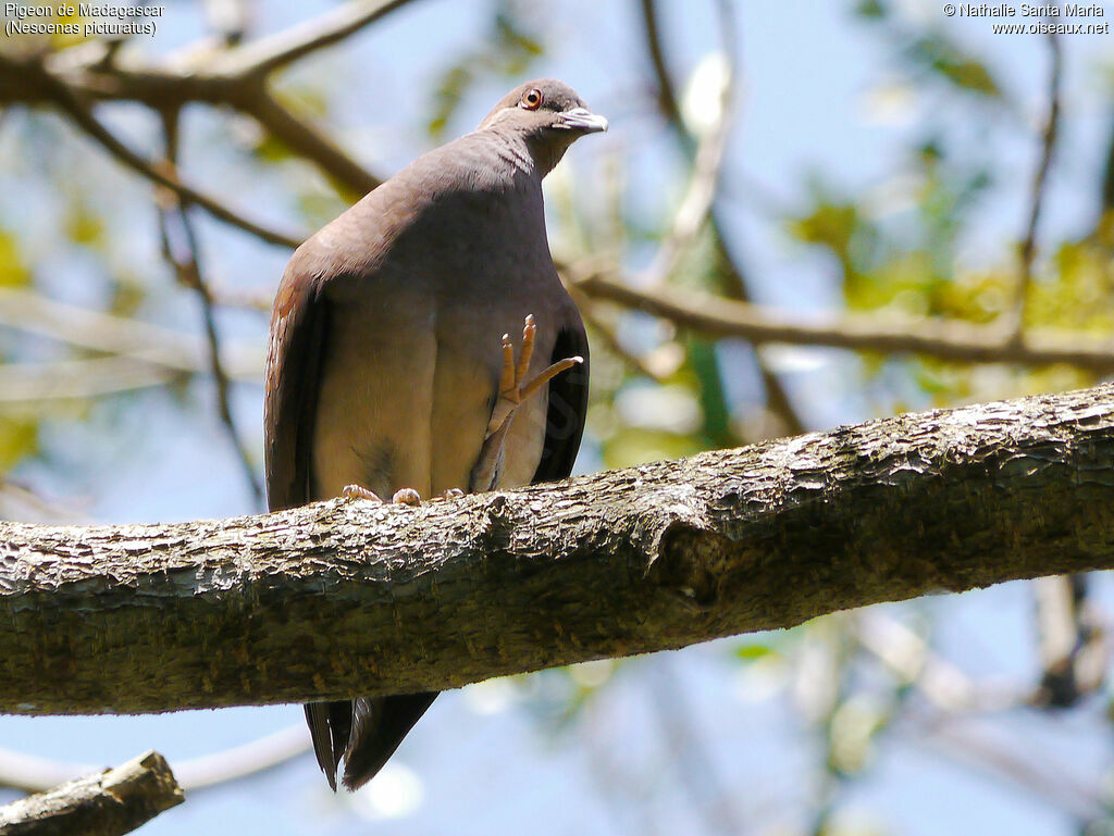 Pigeon de Madagascaradulte